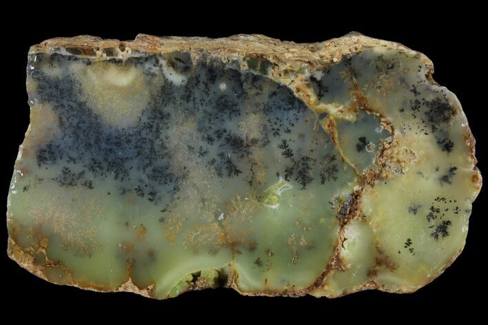 Polished Dendritic Opal (Moss Opal) Slab - Australia #95453